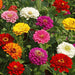 zinnia f1 tall mixed color - flower seeds