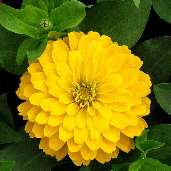 zinnia f1 tall yellow - flower seeds