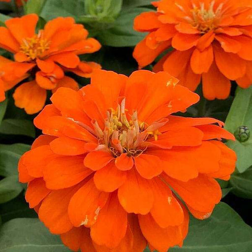 zinnia orange tall - desi flower seeds