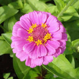 Zinnia Pink Tall - Desi Flower Seeds