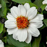 Zinnia White Tall - Desi Flower Seeds