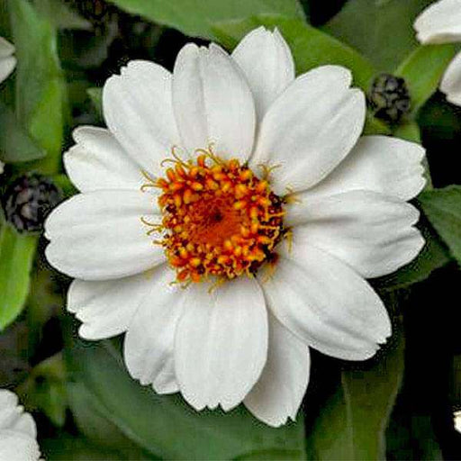 zinnia white tall - desi flower seeds