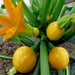 zucchini imported round yellow - vegetable seeds