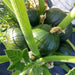 zucchini round tondo green - vegetable seeds