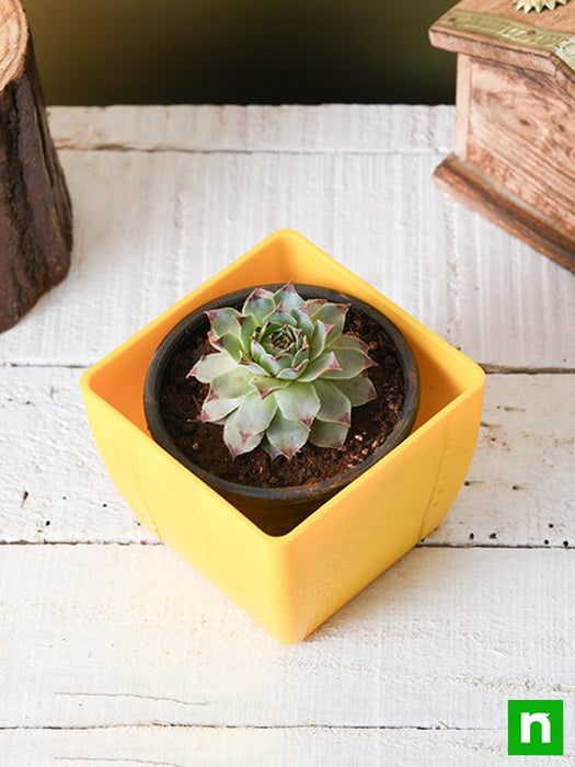 lakshmi kamal succulent Buy Sempervivum calcareum, Houseleek, Lakshmi Kamal