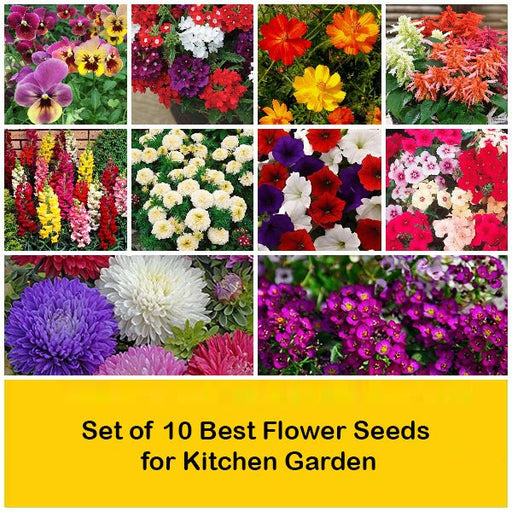 set of 10 best flower seeds for kitchen garden 