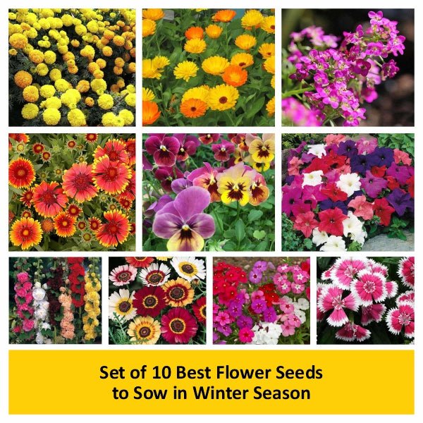 best flower seeds to plant in winter Buy Set of 10 Best Flower Seeds to Sow in Winter Season online from Nurserylive at lowest price