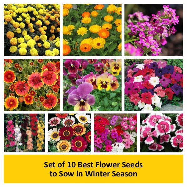 set of 10 best flower seeds to sow in winter season 