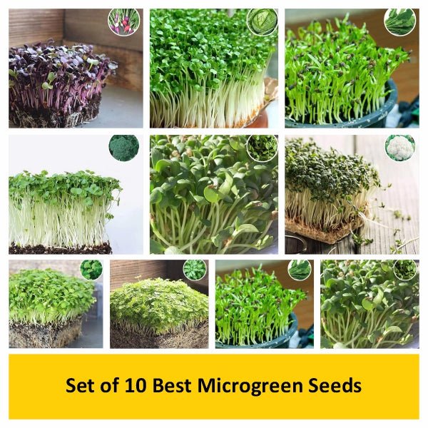 set of 10 best microgreen seeds 