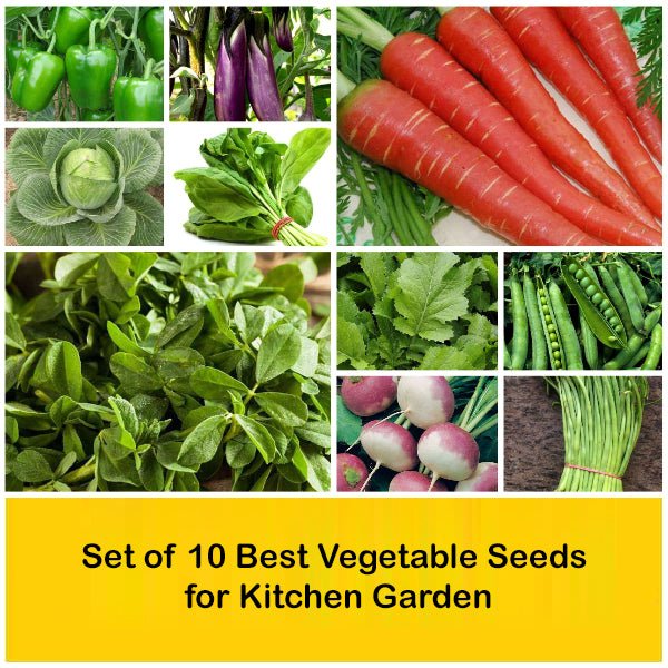 set of 10 best vegetable seeds for kitchen garden 