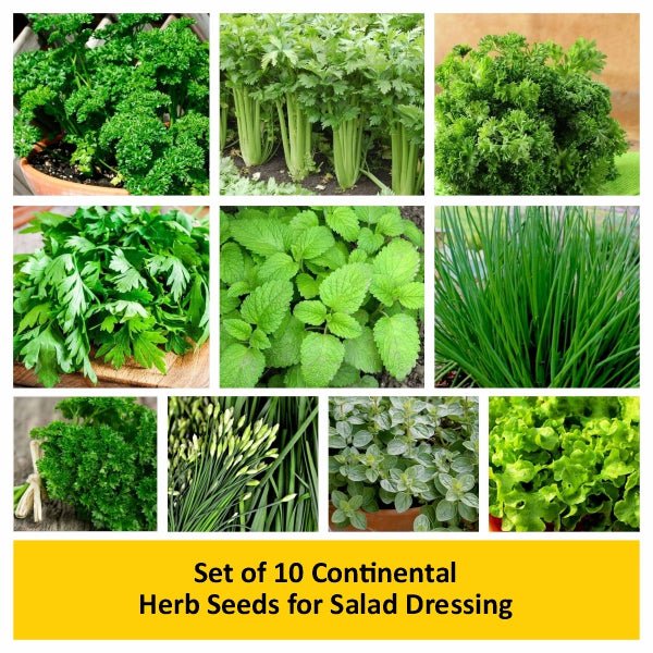 set of 10 continental herb seeds for salad dressing 