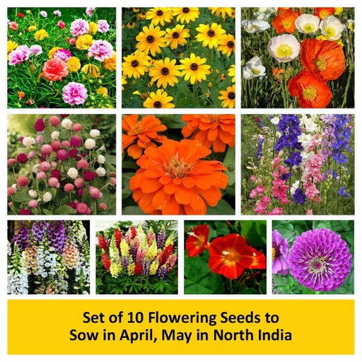 set of 10 flowering seeds to sow in april 