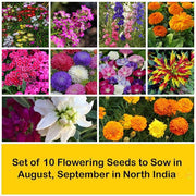 set of 10 flowering seeds to sow in august 
