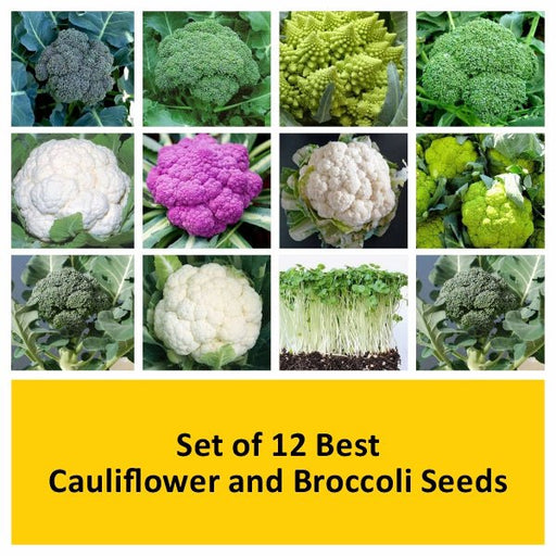 set of 12 best cauliflower and broccoli seeds 