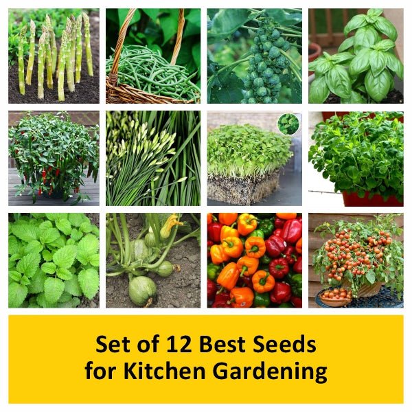 best seeds for a garden Buy Set of 12 Best Seeds for Kitchen Gardening online from Nurserylive at lowest price