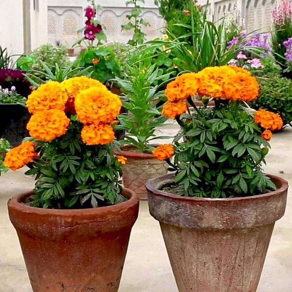tree marigold seeds Buy Set of 13 Magical Marigold Flower Seeds online from Nurserylive at lowest price