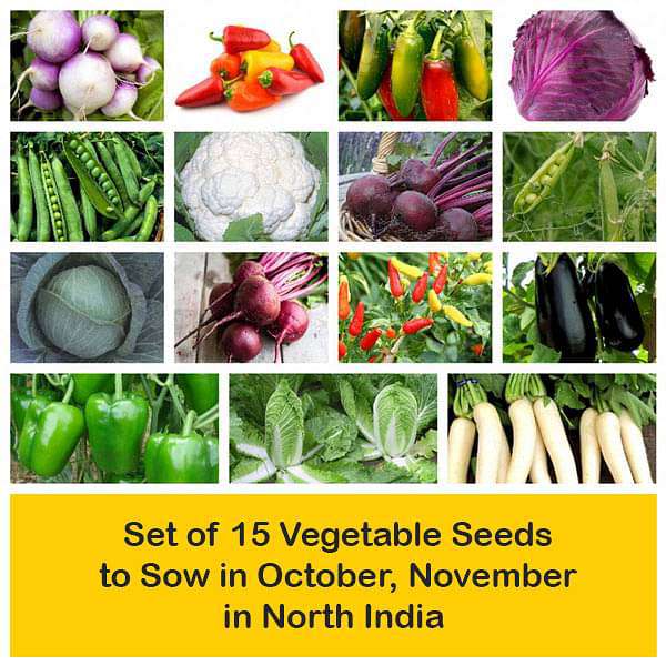 october seeds to plant Buy Set of 15 Vegetable Seeds to Sow in October, November in North India online from Nurserylive at lowest price