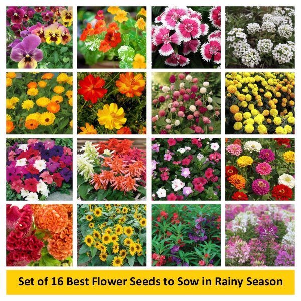 set of 16 best flower seeds to sow in rainy season 