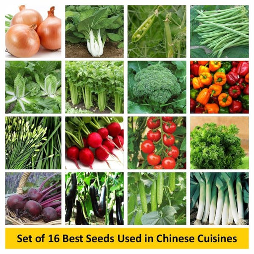 set of 16 best seeds used in chinese cuisines 