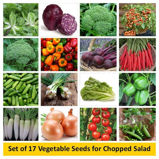 set of 17 vegetable seeds for chopped salad 