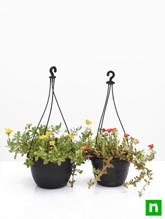 Buy Set of 2 Adorable Portulaca Plants in Hanging Baskets online from
