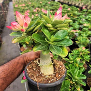 set of 2 bonsai looking grafted adeniums 