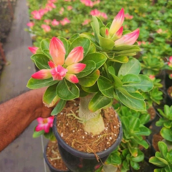 Buy Cassia fistula, Golden shower Tree, Bahava - Plant online from ...