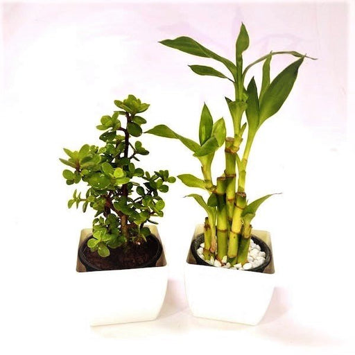 set of 2 good luck plants (bamboo + jade) - plant