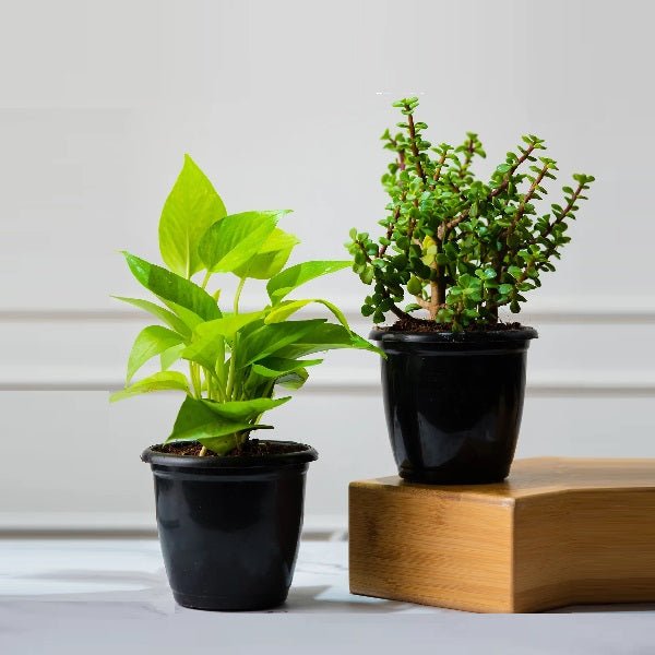 set of 2 lucky plants - plant