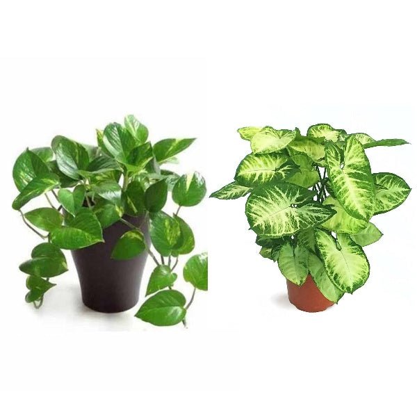 money plant nasa Buy Set of 2 NASA Plants online from Nurserylive at lowest price