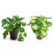 set of 2 nasa plants 