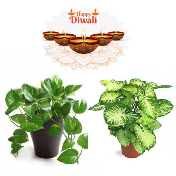 set of 2 pollution killer plants for diwali 