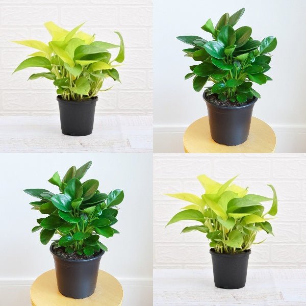 stress relief indoor plants Buy Set of 2 Stress Relieving Plants Pack online from Nurserylive at lowest price