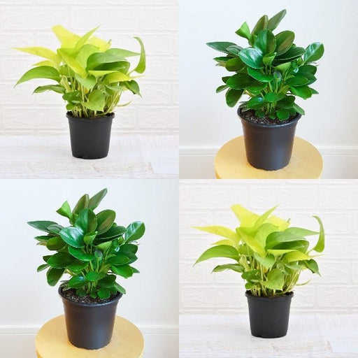 stress relieving indoor plants Buy Set of 2 Stress Relieving Plants Pack online from Nurserylive at lowest price