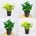 set of 2 stress relieving plants pack 