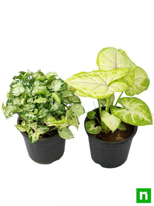 Set of 2 Syngoniums for Indoor Air Purification (Diwali Special)