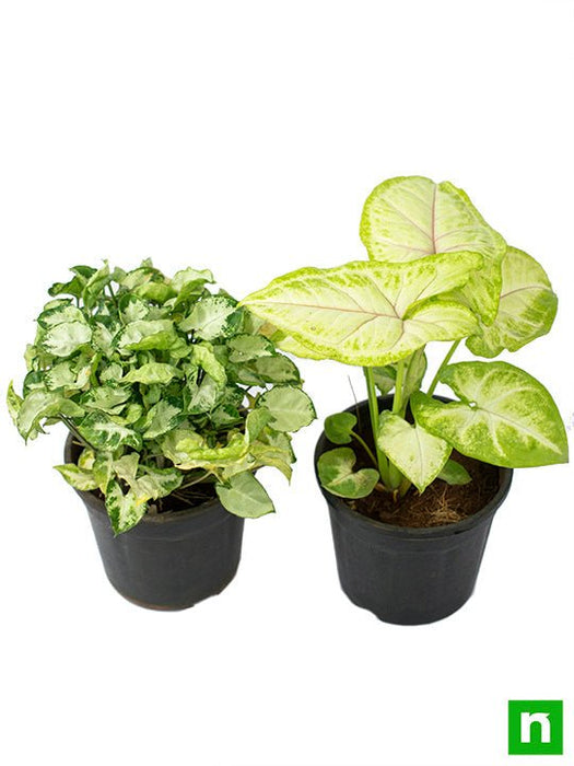 Set of 2 Syngoniums for Indoor Air Purification (Diwali Special)