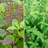 Set of 2 Tulsi Plant Seeds (Rama + Shyama)