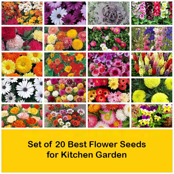 set of 20 best flower seeds for kitchen garden 