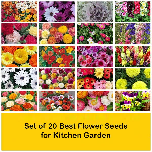 Buy Set of 20 Best Flower Seeds for Kitchen Garden online from