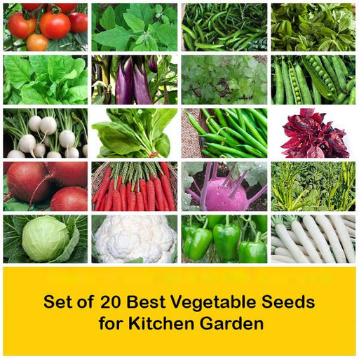 set of 20 best vegetable seeds for kitchen garden 