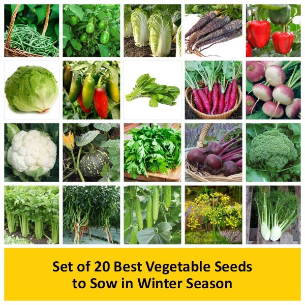 set of 20 best vegetable seeds to sow in winter season 