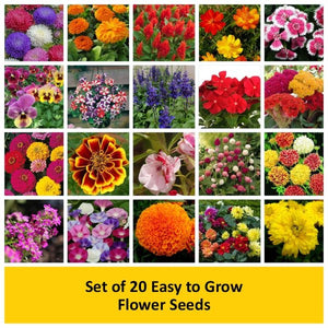 Buy Set of 20 Easy to Grow Flower Seeds online from Nurserylive at ...