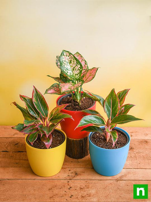 set of 3 impressive aglaonema plants to decorate living room 