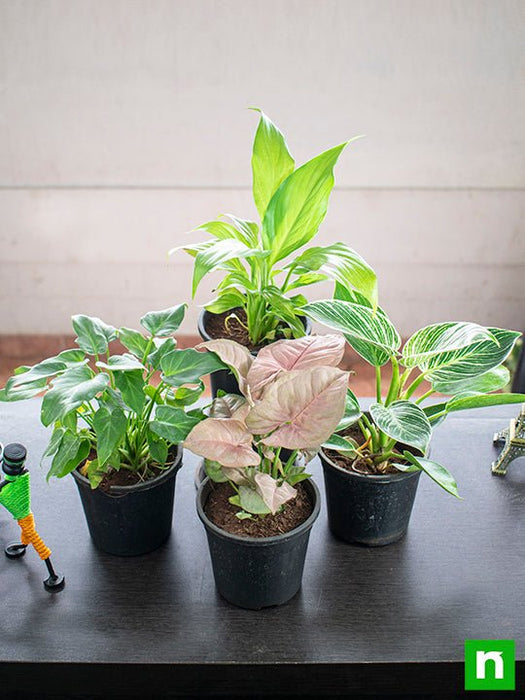Set of 4 Natural Air Purifier Plants for Home Garden