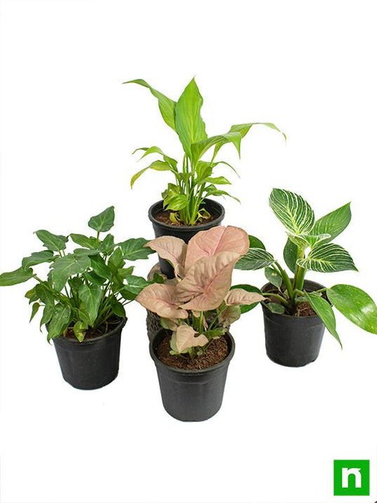Buy Set of 4 Natural Air Purifier Plants for Home Garden online from