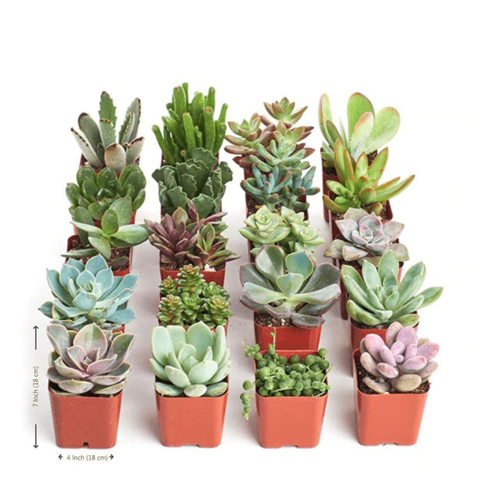 4 succulent plants Buy Set of 4 Mixed Succulents Plants (potted) online from Nurserylive at lowest price