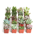 set of 4 mixed succulents plants (potted) 