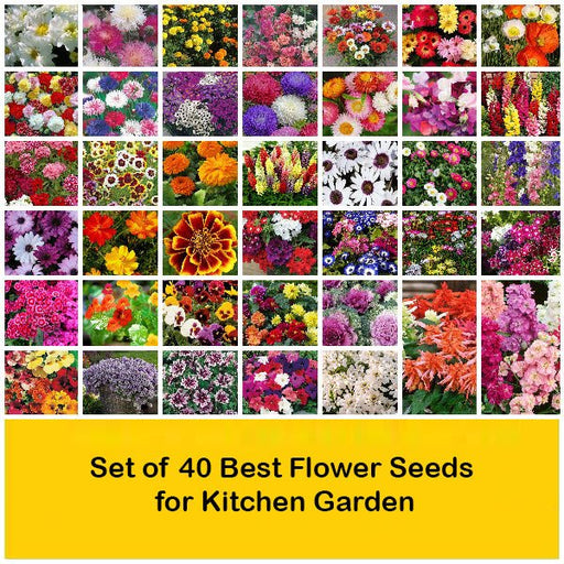 set of 40 best flower seeds for kitchen garden 