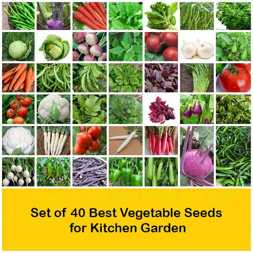 set of 40 best vegetable seeds for kitchen garden 